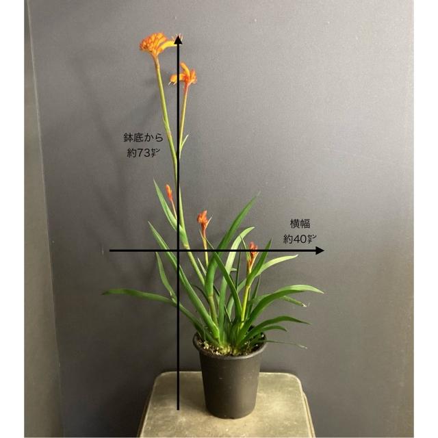 オーストラリア植物 観葉植物 アニゴザントス カンガルーポー