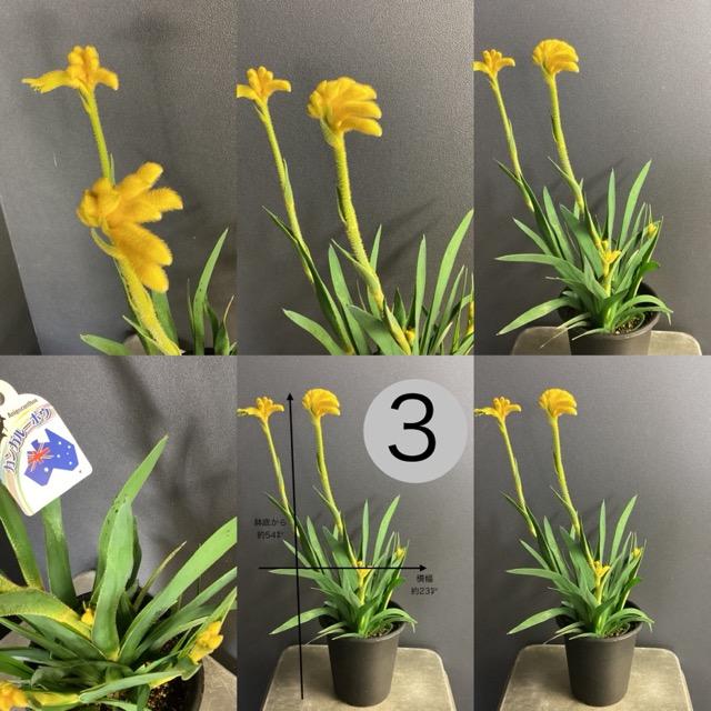 オーストラリア植物 観葉植物 アニゴザントス カンガルーポー