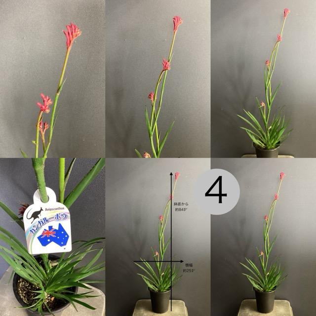 オーストラリア植物 観葉植物 アニゴザントス カンガルーポー
