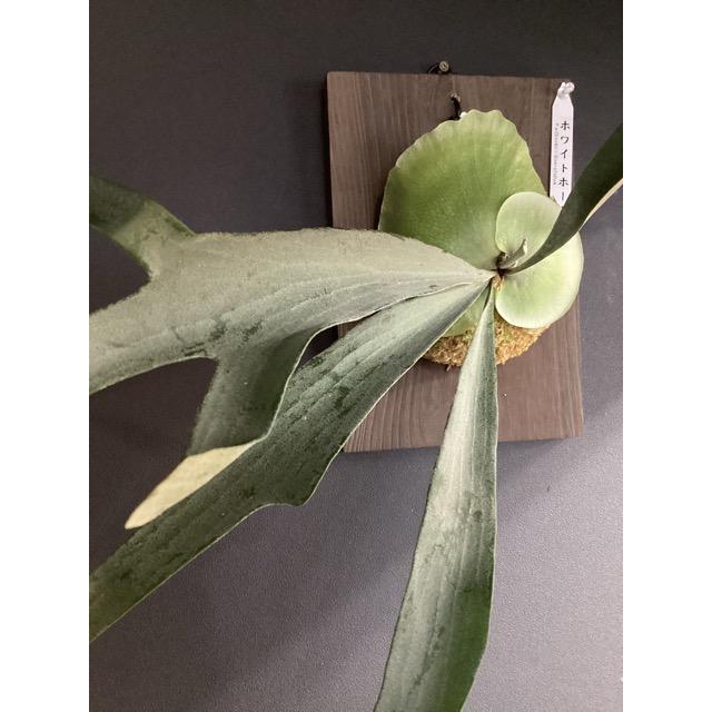 着生植物 観葉植物 コウモリラン ビカクシダ ホワイトホーク 