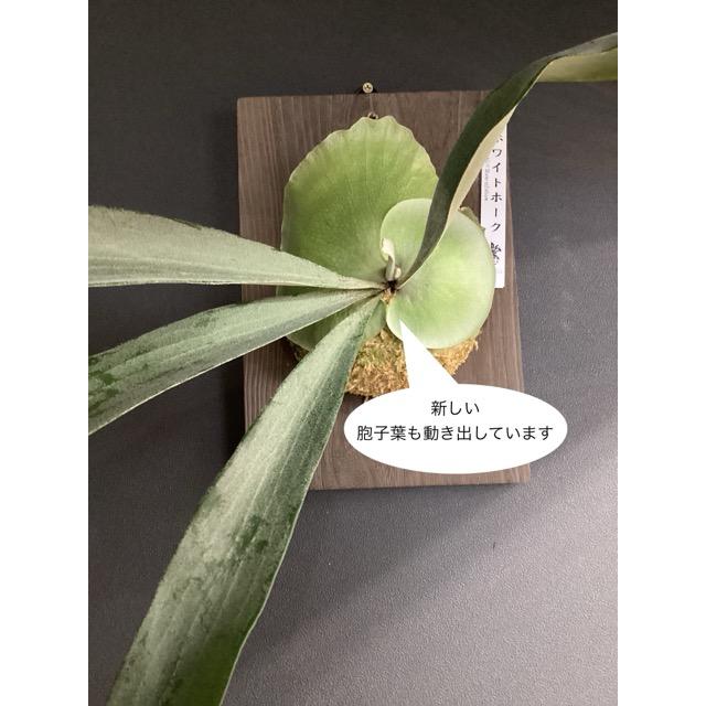 ウイリンキー×ホワイトホーク 着生植物 観葉植物 コウモリラン ビカクシダ ホワイトホーク