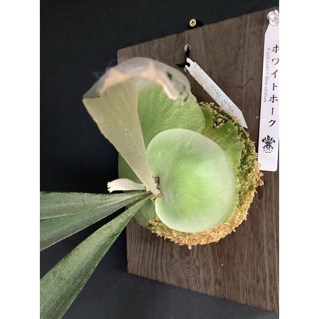 親株出品　ウィリンキーバリ×ホワイトホーク　ビカクシダ　コウモリラン 着生植物 観葉植物 コウモリラン ビカクシダ ホワイトホーク