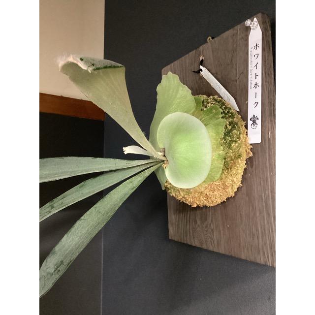 着生植物 観葉植物 コウモリラン ビカクシダ ホワイトホーク 
