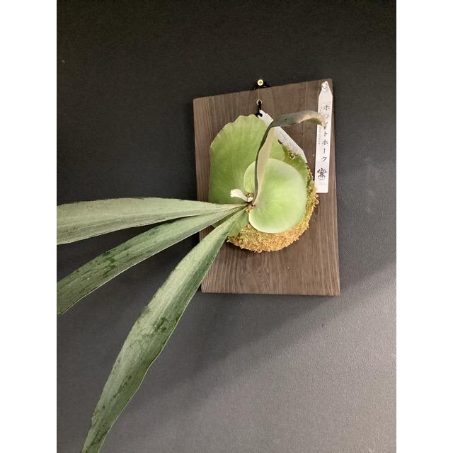 着生植物 観葉植物 コウモリラン ビカクシダ ホワイトホーク