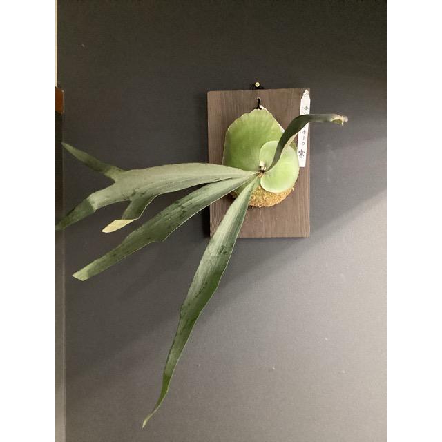 着生植物 観葉植物 コウモリラン ビカクシダ ホワイトホーク