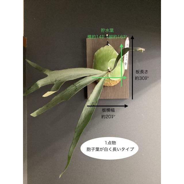着生植物 観葉植物 コウモリラン ビカクシダ ホワイトホーク