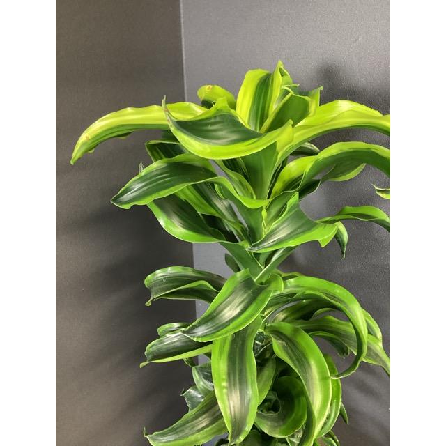 現品 観葉植物 レア品種 ドラセナ トルネード インテリア 素敵な