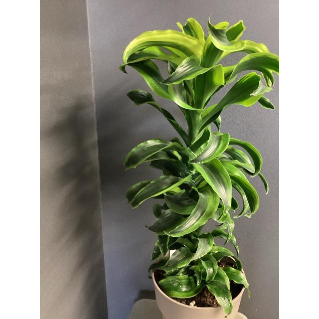 現品 観葉植物 レア品種 ドラセナ トルネード インテリア 素敵な