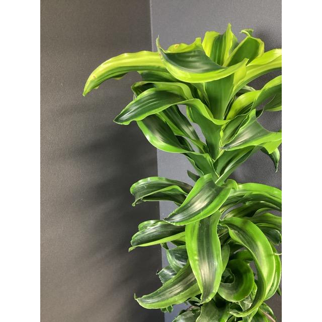 現品 観葉植物 レア品種 ドラセナ トルネード インテリア 素敵な