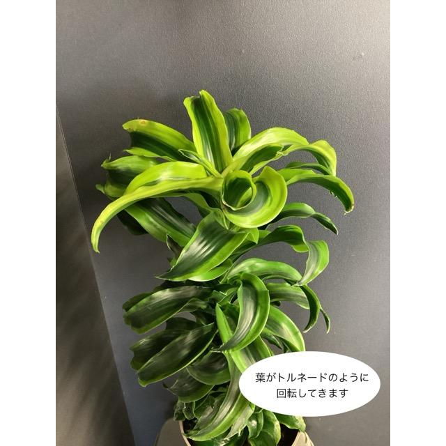 現品 観葉植物 レア品種 ドラセナ トルネード インテリア 素敵な