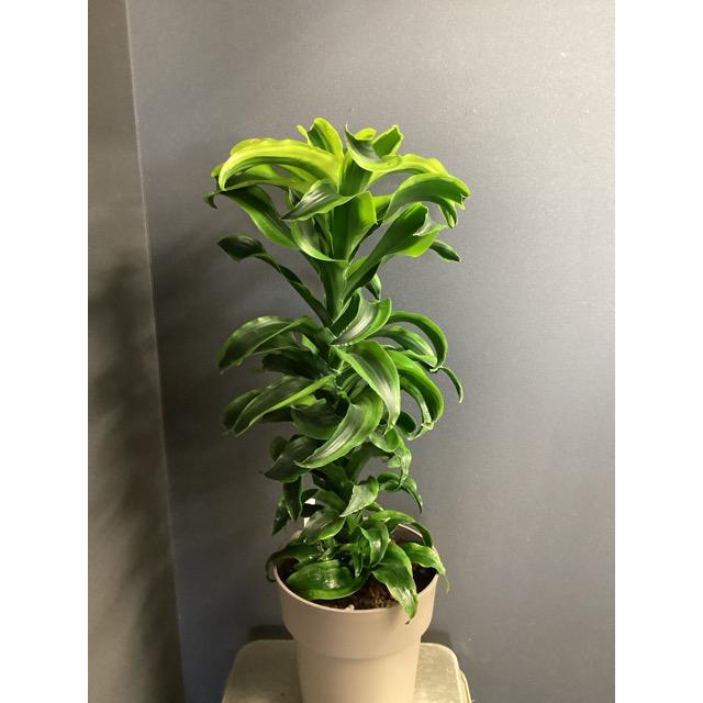 現品 観葉植物 レア品種 ドラセナ トルネード インテリア 素敵な