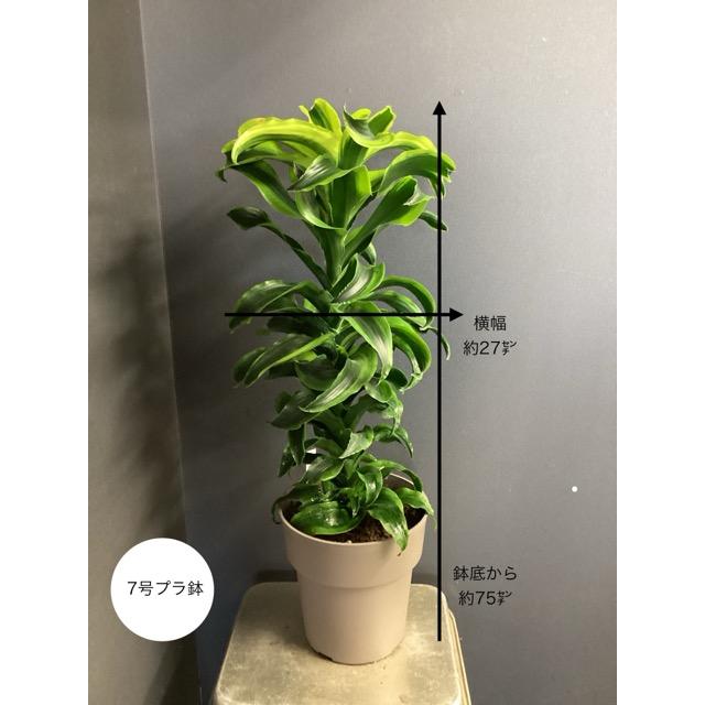 現品 観葉植物 レア品種 ドラセナ トルネード インテリア 素敵な