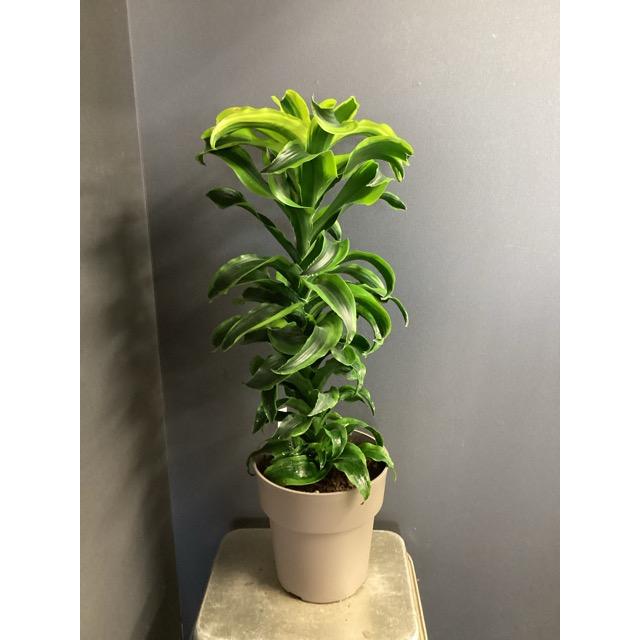 現品 観葉植物 レア品種 ドラセナ トルネード インテリア 素敵な