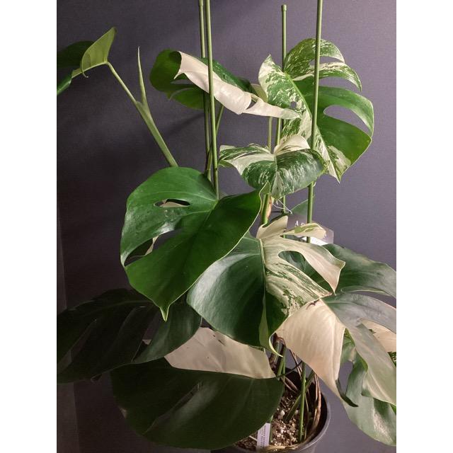 レア 観葉植物 熱帯植物 モンステラ ボルシギアナ バリエガータ 斑入