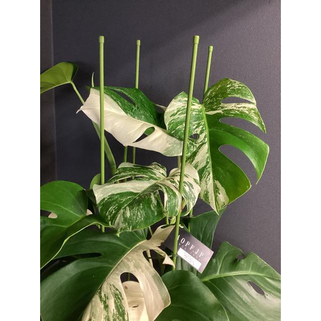 レア 観葉植物 熱帯植物 モンステラ ボルシギアナ バリエガータ 斑入