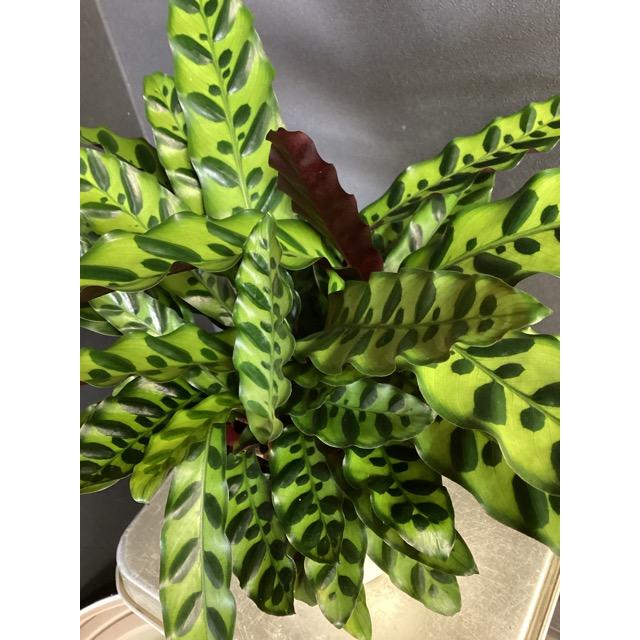 観葉植物 熱帯植物 カラテア ランキフォリア インテリア 素敵な