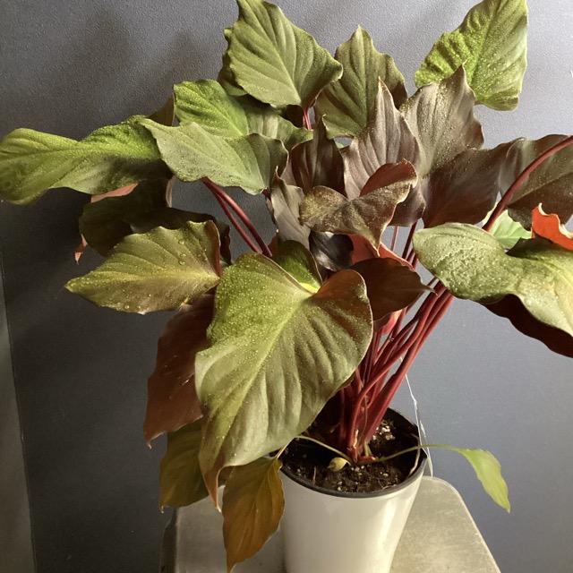 現品 観葉植物 熱帯植物 ホマロメナ ルベスケンス フレイミングレッド