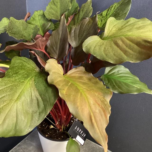 現品 観葉植物 熱帯植物 ホマロメナ ルベスケンス フレイミングレッド