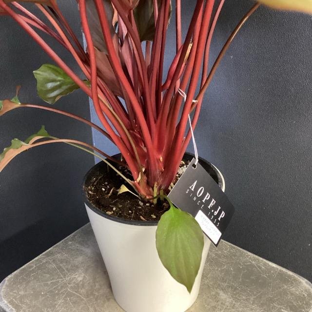 現品 観葉植物 熱帯植物 ホマロメナ ルベスケンス フレイミングレッド