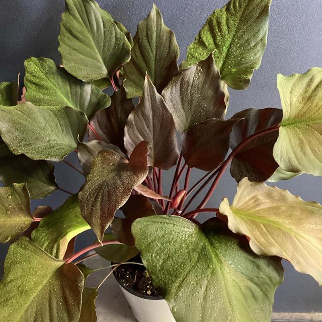 観葉植物 熱帯植物 ホマロメナ ルベスケンス フレイミングレッド