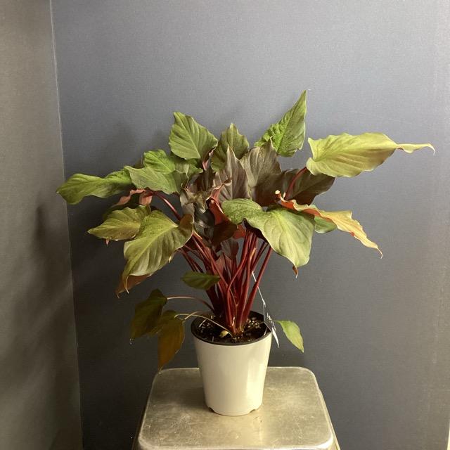現品 観葉植物 熱帯植物 ホマロメナ ルベスケンス フレイミングレッド