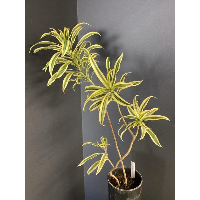 観葉植物 レア品種 ドラセナ ソングオブインディア アッシュグレー 