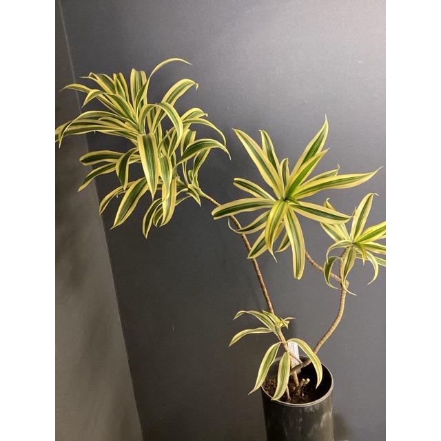 観葉植物 レア品種 ドラセナ ソングオブインディア アッシュグレー