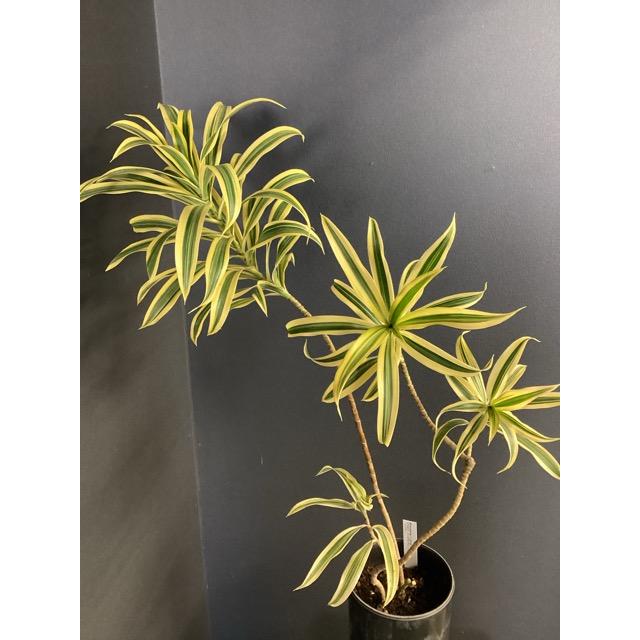 観葉植物 レア品種 ドラセナ ソングオブインディア アッシュグレー