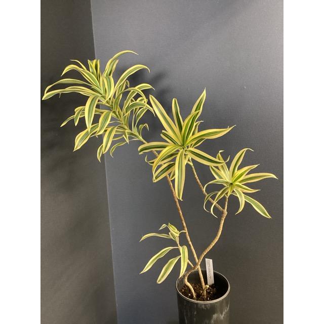 観葉植物 レア品種 ドラセナ ソングオブインディア アッシュグレー