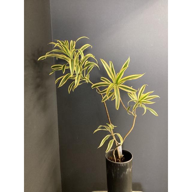 観葉植物 レア品種 ドラセナ ソングオブインディア アッシュグレー 