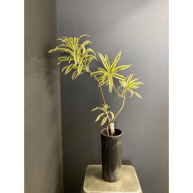 観葉植物 レア品種 ドラセナ ソングオブインディア アッシュグレー