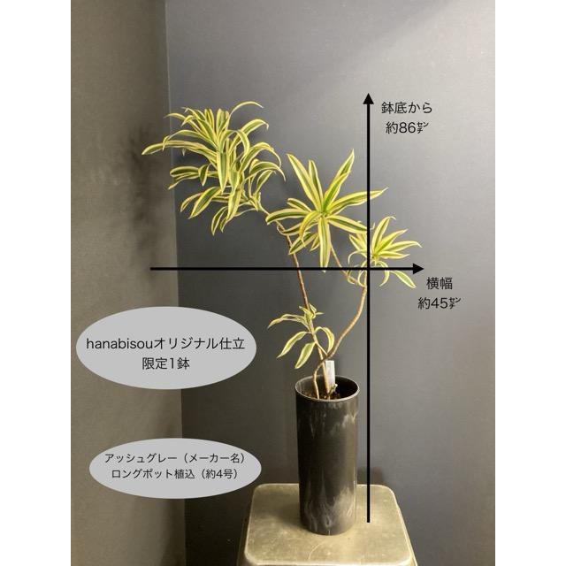 観葉植物 レア品種 ドラセナ ソングオブインディア アッシュグレー