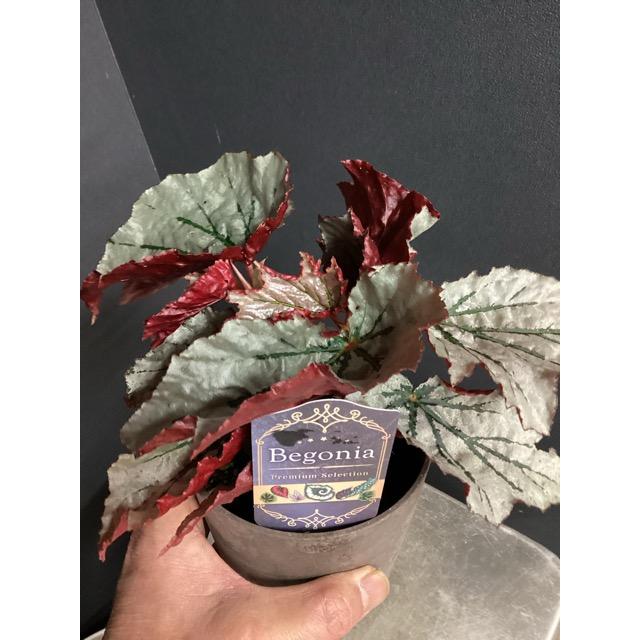 レア品種 観葉植物 熱帯植物 木立 ベゴニア ルッキング グラス