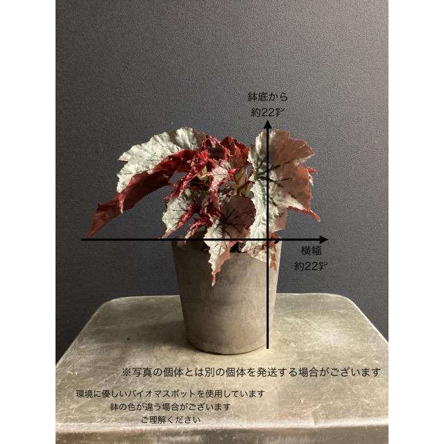 レア品種 観葉植物 熱帯植物 木立 ベゴニア ルッキング グラス