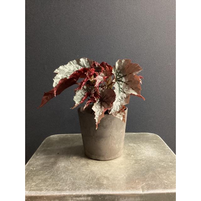 レア品種 観葉植物 熱帯植物 木立 ベゴニア ルッキング グラス