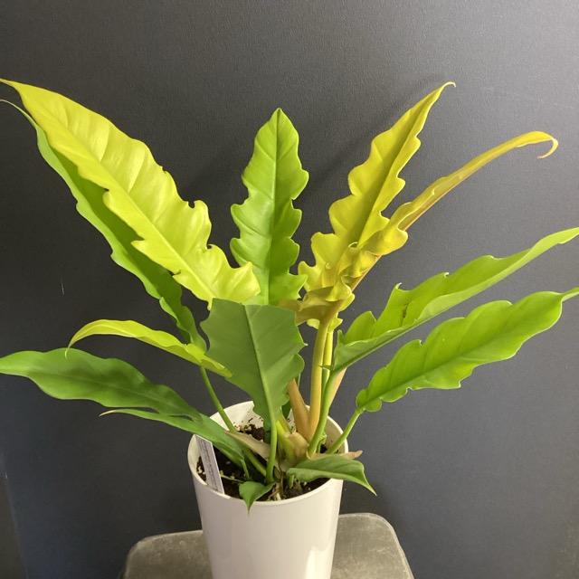 観葉植物 熱帯植物 フィロデンドロン ゴールデンクロコダイル