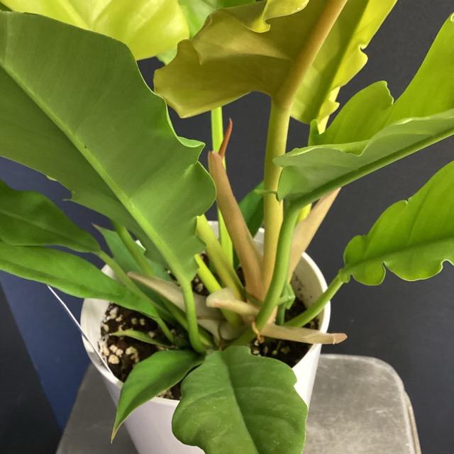 観葉植物 熱帯植物 フィロデンドロン ゴールデンクロコダイル