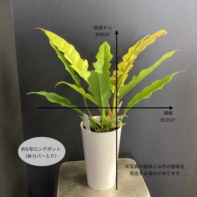 観葉植物 熱帯植物 フィロデンドロン ゴールデンクロコダイル