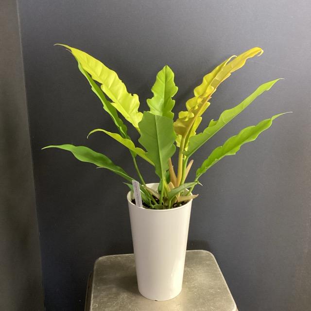 観葉植物 熱帯植物 フィロデンドロン ゴールデンクロコダイル