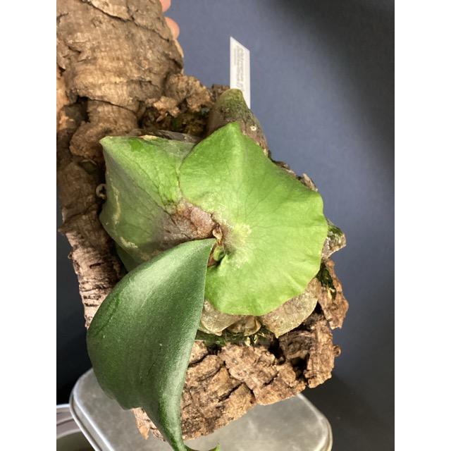 着生植物 観葉植物 コウモリラン ビカクシダ シルバーサーモン ヒリー