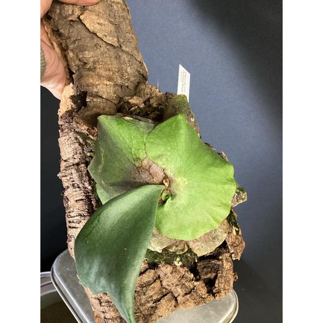ビカクシダウィリンキーコルク付けコウモリラン観葉植物