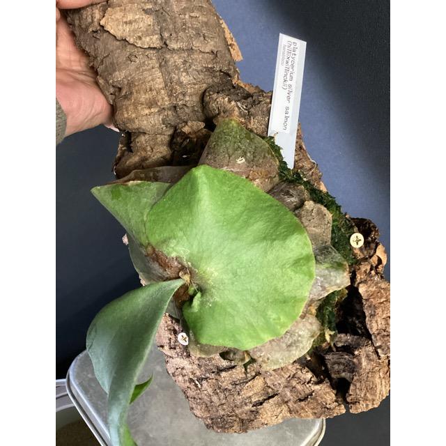 ビカクシダ 中型 着生植物 着生植物 観葉植物 コウモリラン ビカクシダ シルバーサーモン ヒリー