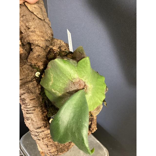 着生植物 観葉植物 コウモリラン ビカクシダ シルバーサーモン ヒリー