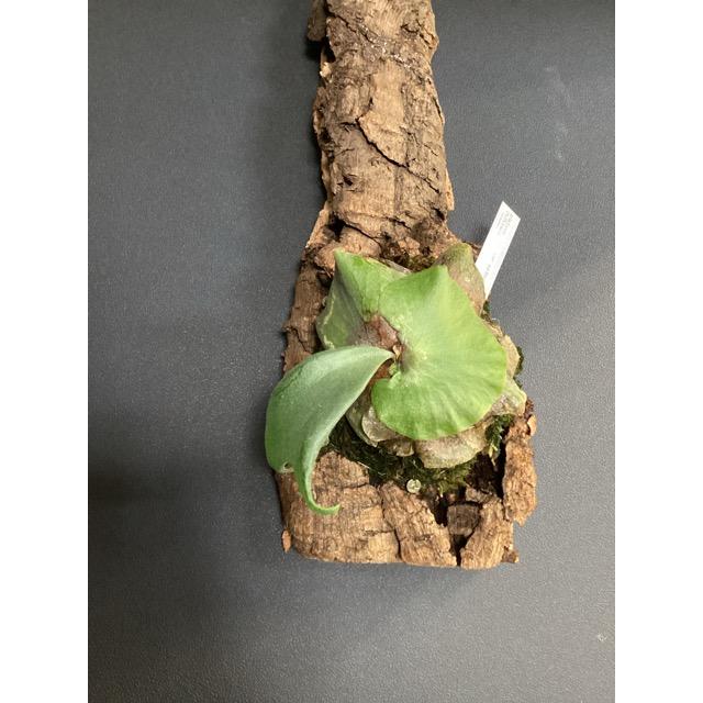 着生植物 観葉植物 コウモリラン ビカクシダ シルバーサーモン ヒリー