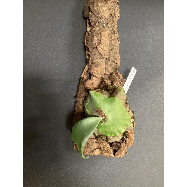 着生植物 観葉植物 コウモリラン ビカクシダ シルバーサーモン ヒリー