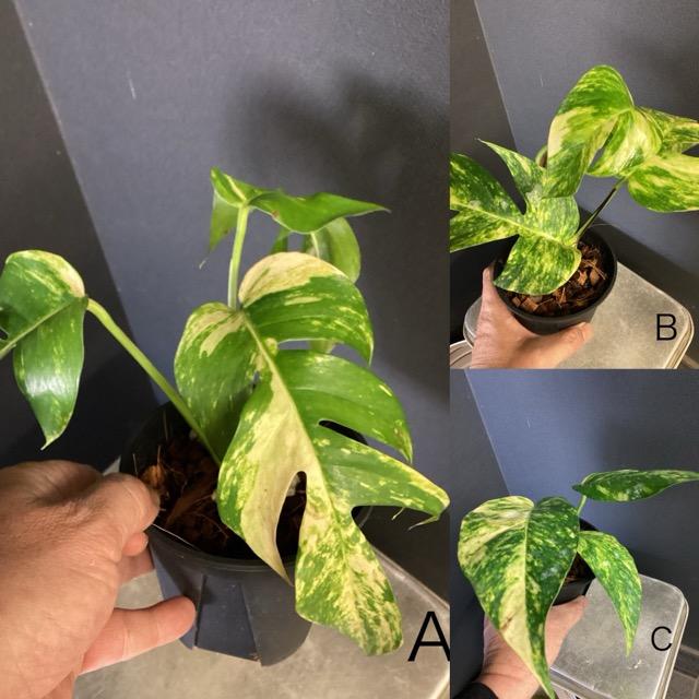選べる 観葉植物 熱帯植物 エピプレムナム アマゾンゴールド