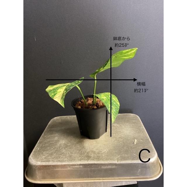 選べる 観葉植物 熱帯植物 エピプレムナム アマゾンゴールド
