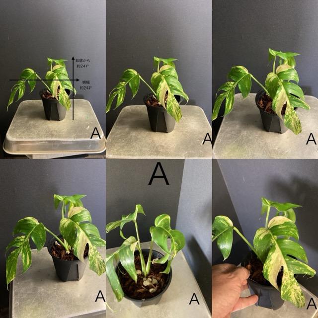 選べる 観葉植物 熱帯植物 エピプレムナム アマゾンゴールド