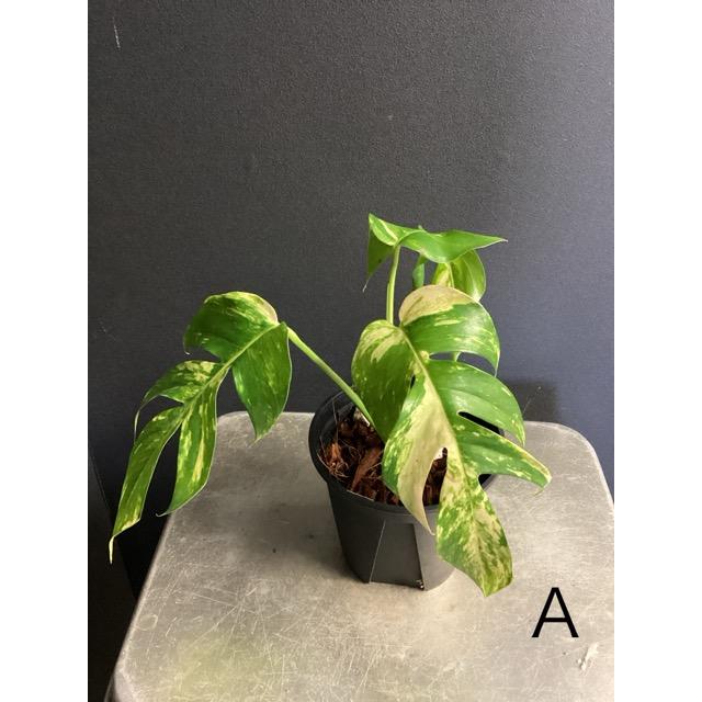 選べる 観葉植物 熱帯植物 エピプレムナム アマゾンゴールド