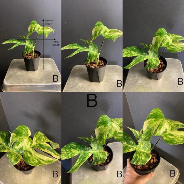 選べる 観葉植物 熱帯植物 エピプレムナム アマゾンゴールド